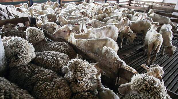 В Туве за одну ночь около тысячи овец замерзли насмерть