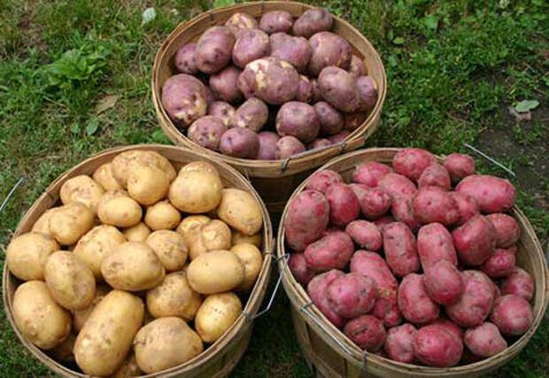 Картинки по запросу "популярные сорта картофеля"