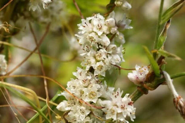 Повилика: опасный паразит, который уничтожает растения