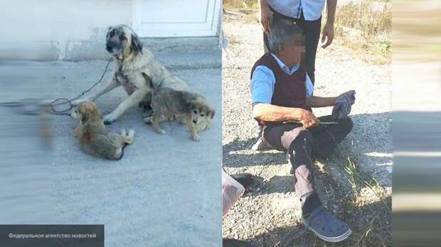 Турецкий пенсионер изнасиловал на улице бродячую собаку