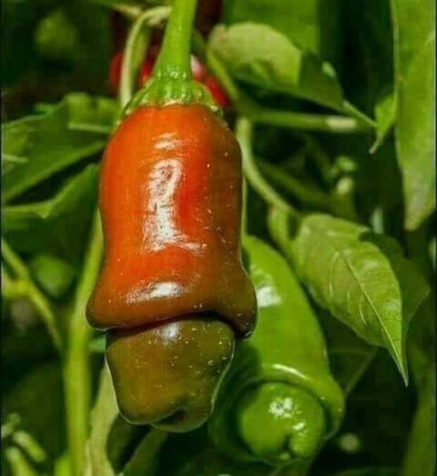 Chile pasuano Chile pasuano