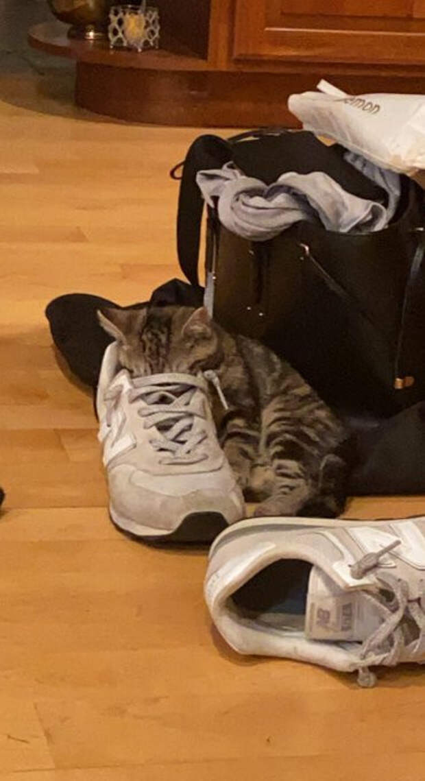 Котики оказались там, где их не должно быть, но они могут себе это позволить