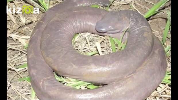 Земляной червь, в народе называют Penis Snake, а по-научному это Atretochoana вещи, животные, на что похоже, похожие, предметы, растения, факты, что это