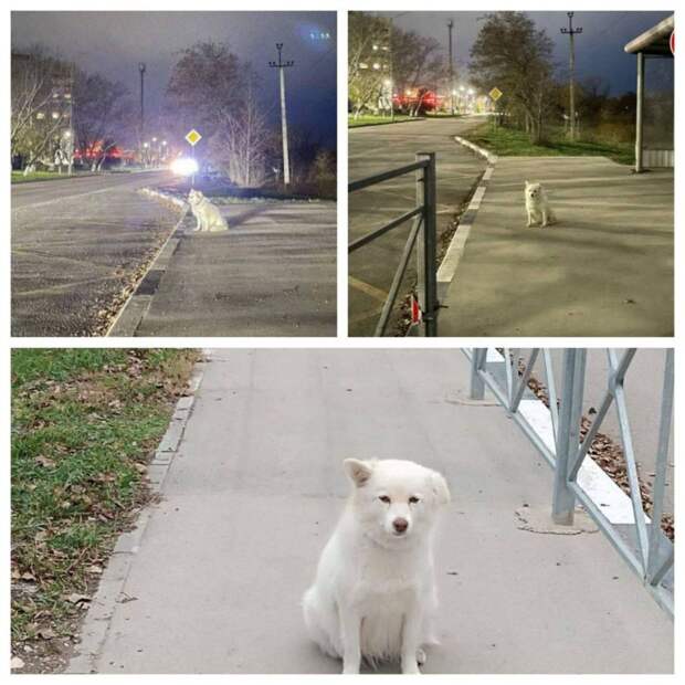 В Щёлкино появился свой Хатико