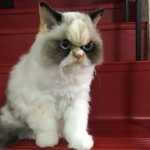Есть "Преемница" угрюмой кошки Grumpy Cat и зовут её Мяу Мяу