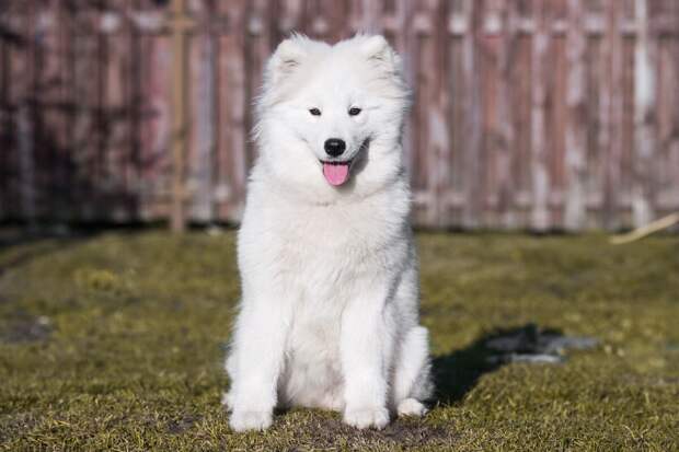 ТАСС: ГОСТ на площадки для выгула собак вступит в силу с 1 апреля
