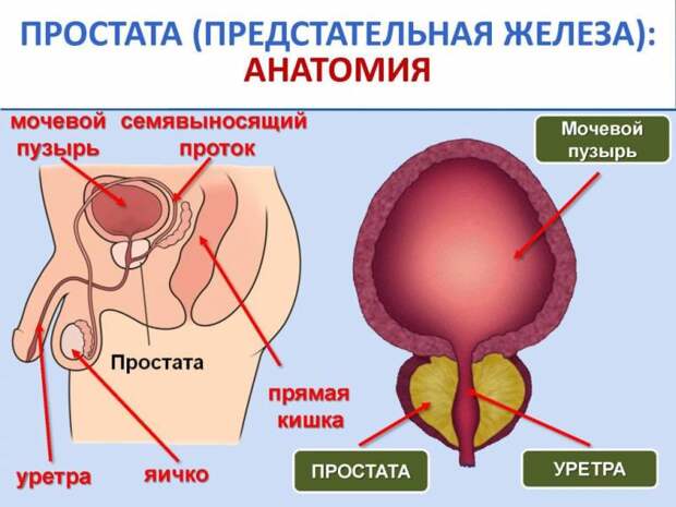 Простата: строение, функции и особенности