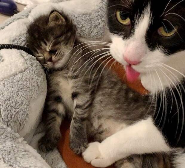 кошка с котенком