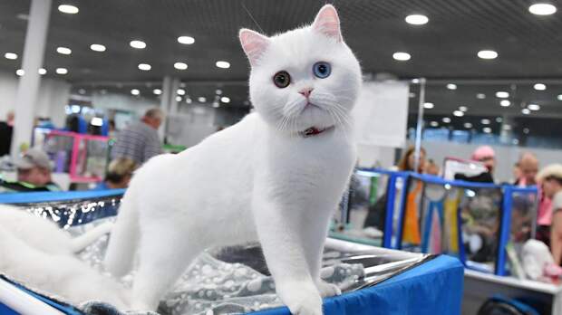 Фелинолог рассказала о преимуществах приобретения породистой кошки