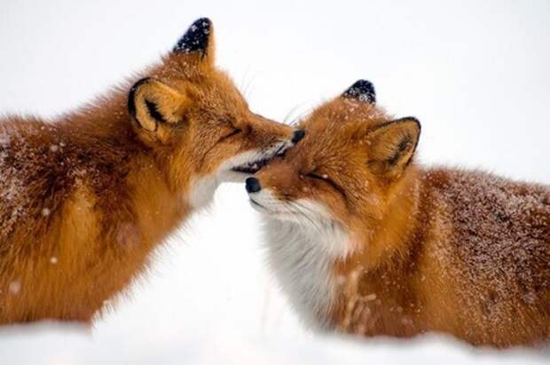 animal love 10