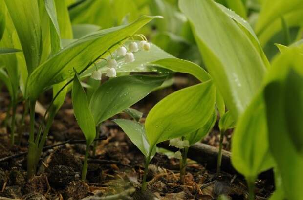 Ландыш майский (Convallaria majalis) Ландыш майский (Convallaria majalis)