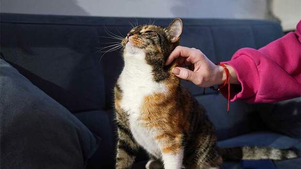 Житель Стамбула будет платить алименты на содержание котов после развода