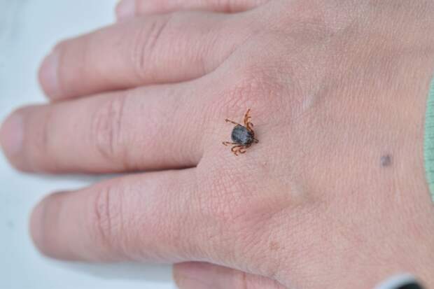 Россиянам раскрыли порядок действий при укусе клеща