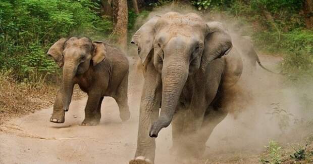 Американский миллионер был насмерть затоптан пятью слонами — Daily Mail