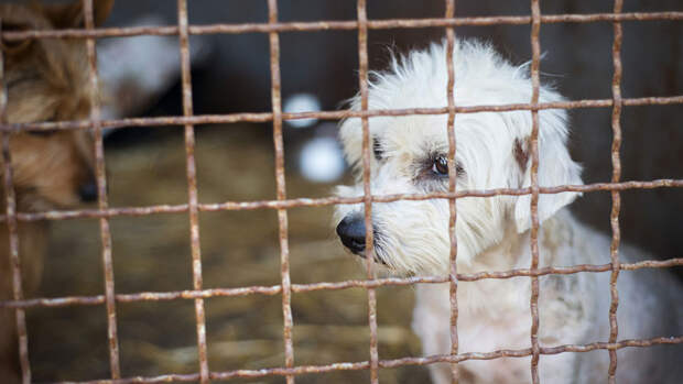 Магаданские депутаты скорректировали закон, разрешающий убийство бродячих собак