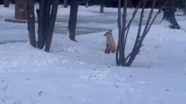 Лиса в Нагорном парке / Кадр из видео: 