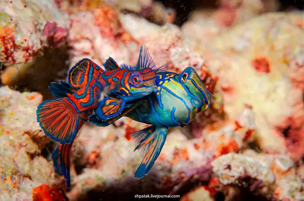 Mandarinfish (Synchiropus splendidus)