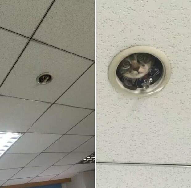 Котики, которые находятся в самых неожиданных местах