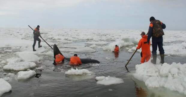 В Охотском море спасли зажатую льдами косатку видео, касатка, спасение