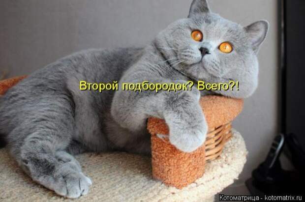 Забавные животные (50 фото)