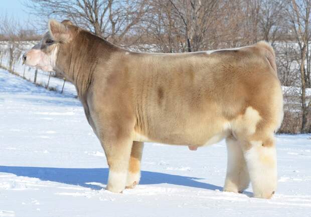 Порода плюшевых коров из Айовы. Фото