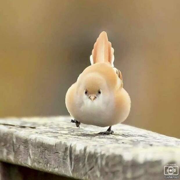 20f33d40e333857c61e51370a6d9b21d (700x700, 197Kb)