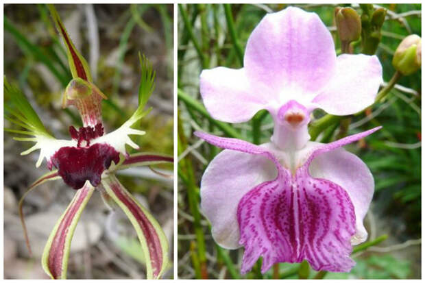 Spider Orchid [Caladenia longicauda] и Orchid: Vanda 'Amy' интересное, красота, орхидеи, флора, цветы
