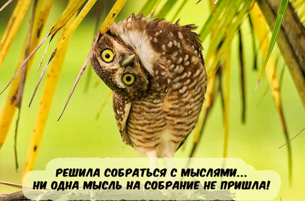 Самая веселая подборка прикольных картинок