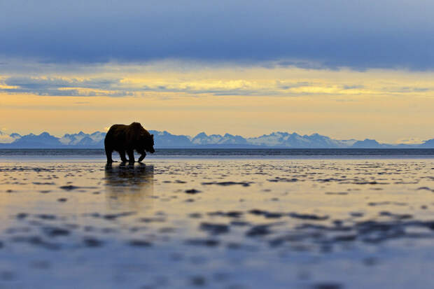 Медведь гризли. Национальный парк и заповедник Озеро Кларк, Аляска