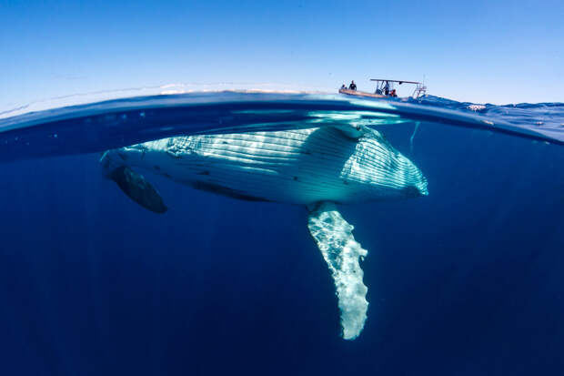 Плавание с величественными китами