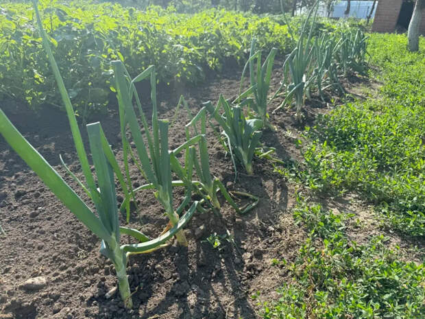 Первая весенняя подкормка озимого чеснока и лука: огородники с опытом рассказали, что вносить и когда