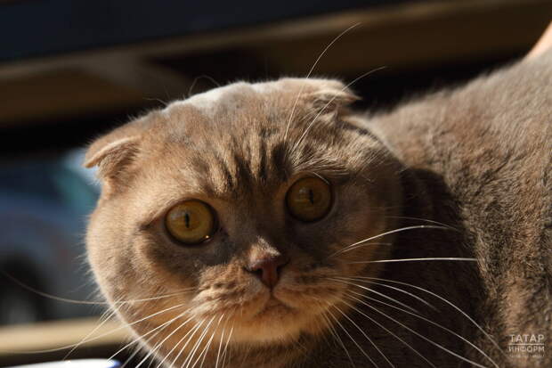 Фелинолог Сиротина объяснила, как отучить кошку драть диван