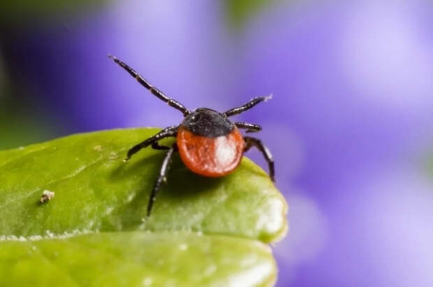 Биолог Хряпин объяснил, как защититься от клещей-гигантов