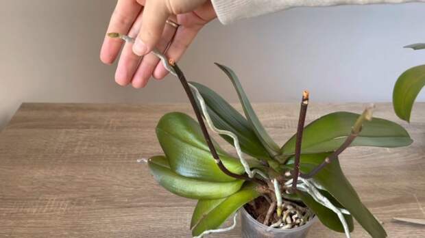 Всё, что нужно знать о воздушных корнях орхидеи. Как обрезать и обеспечить орхидее здоровье