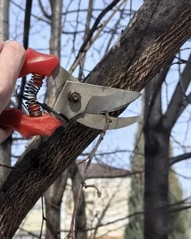 В сквере на улице Горького началась санитарная обрезка деревьев