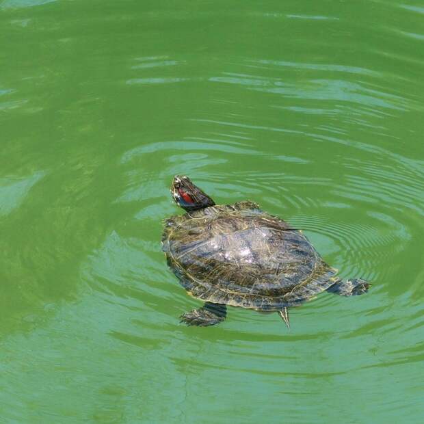 Редкая черепаха проплыла 10 тыс. км за пять месяцев