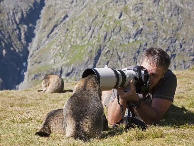 Помощники, однако