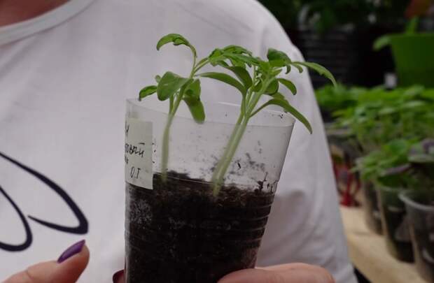 Подкормка рассады томатов: этапы, удобрения и профилактика