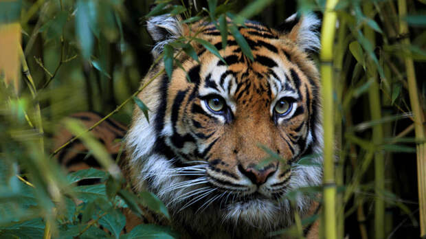 Тигр растерзал охотника в Приморье