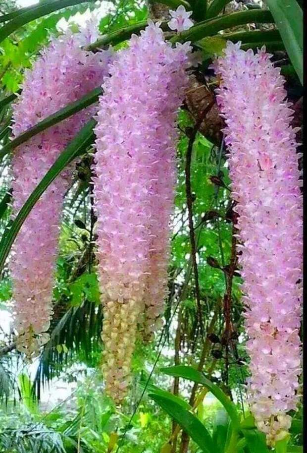 Орхидея (Orquideas Salvadoreñas Una belleza) интересное, красота, флора, цветы