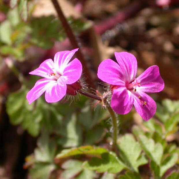 Geranium robertianum