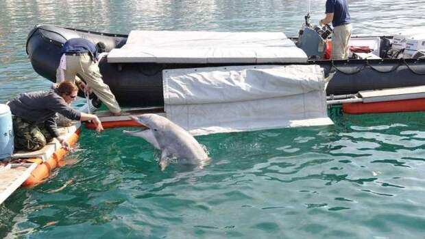 Морской патруль. Как дельфины охраняют ядерные боеголовки США