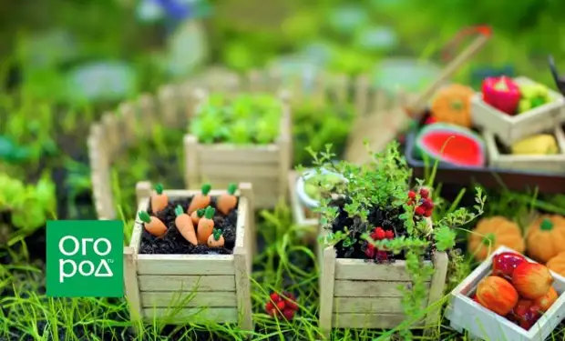 Мини-овощи в огороде и на подоконнике – стоит ли вообще их выращивать?