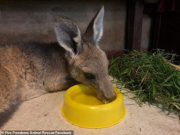Выжившие: золотоискатель обнаружил под землей кенгуру с кенгуренком