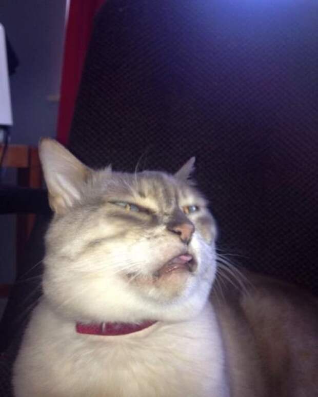 Без кота и жизнь не та