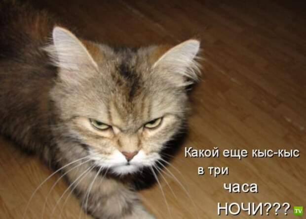 Котоматрица (18 фото)