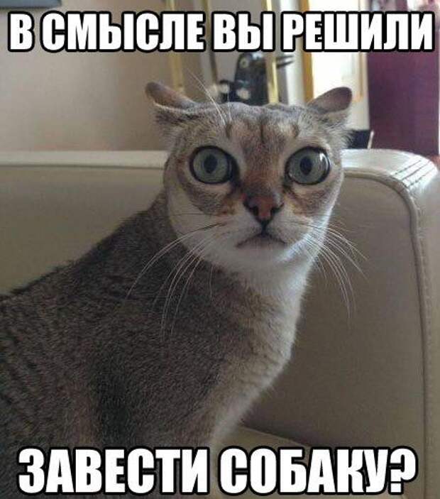 кот, прикол, юмор