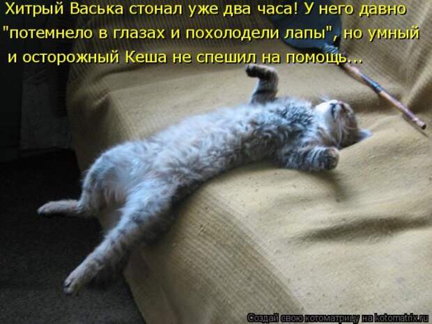 Лучшие котоматрицы недели (50 фото)