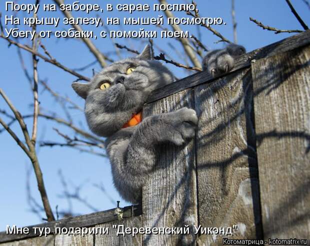 Котоматрица: Поору на заборе, в сарае посплю, На крышу залезу, на мышей посмотрю. Убегу от собаки, с помойки поем. Мне тур подарили "Деревенский Уикэнд"