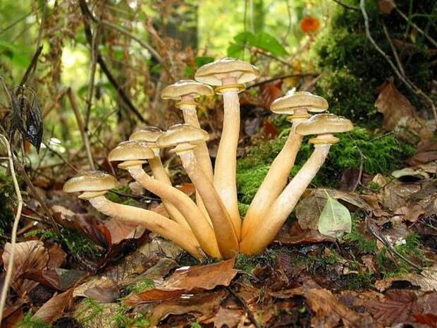 Самый старый гриб в мире Armilaria ostoya живет уже почти 2,5 тыс. лет